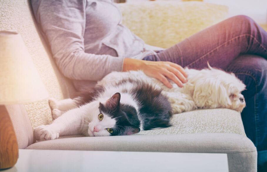 Lady with a cat and dog