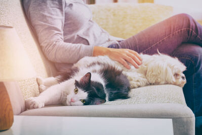 Lady with a cat and dog