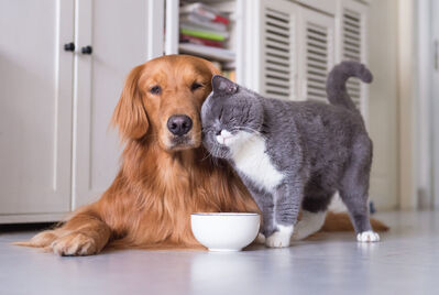 Dog and cat in a pet-friendly home