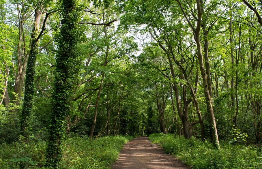 A forest path in Wimbledon Common