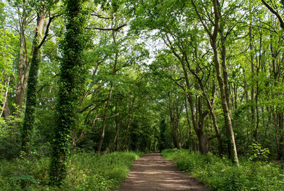 A forest path in Wimbledon Common