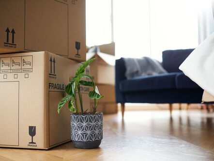 Close up of stacked removal boxes and house plants